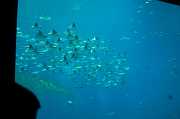 GA Aquarium 0007_1